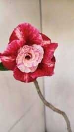 Planta Dobrada 3299 – 40cm – 03 anos - Imagem 6