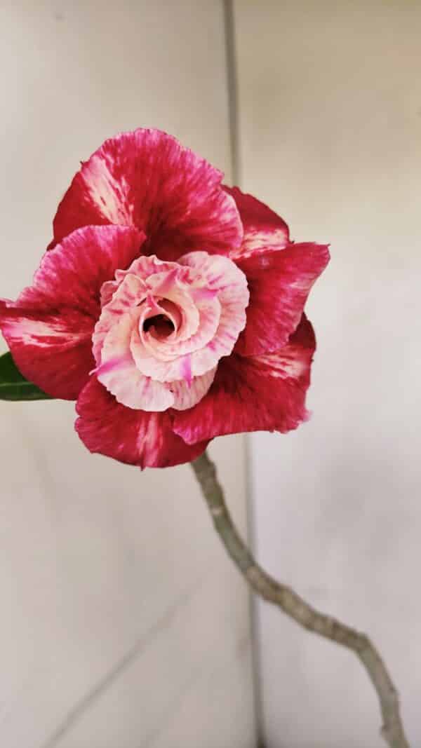 Planta Dobrada 3299 – 40cm – 03 anos - Imagem 6