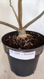 Planta Dobrada 3299 – 40cm – 03 anos - Imagem 8