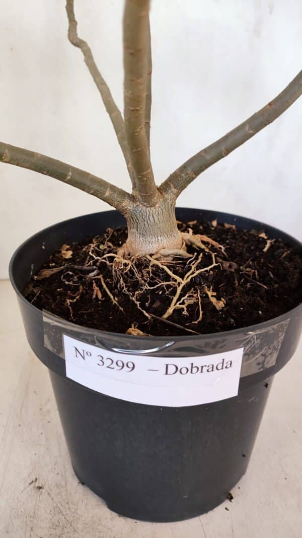 Planta Dobrada 3299 – 40cm – 03 anos - Imagem 8