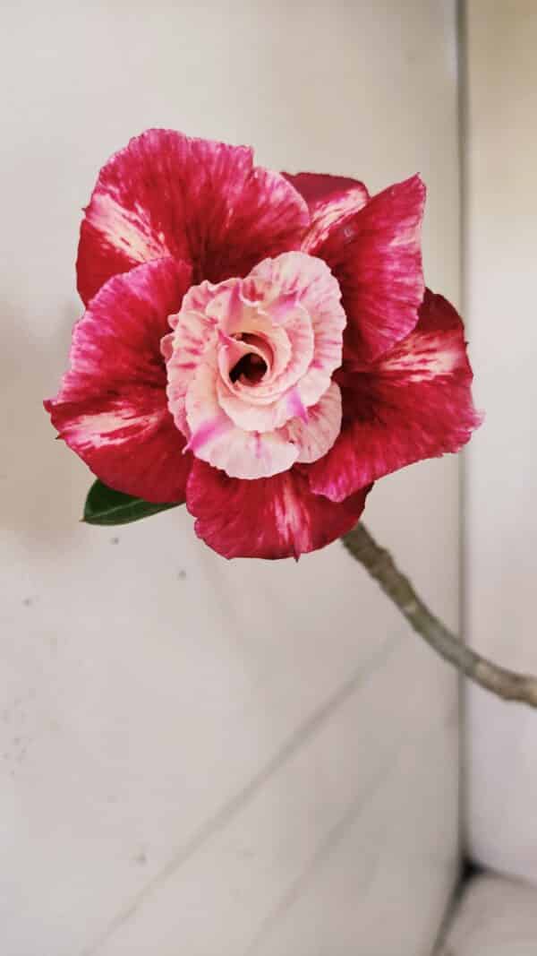 Planta Dobrada 3299 – 40cm – 03 anos - Imagem 1