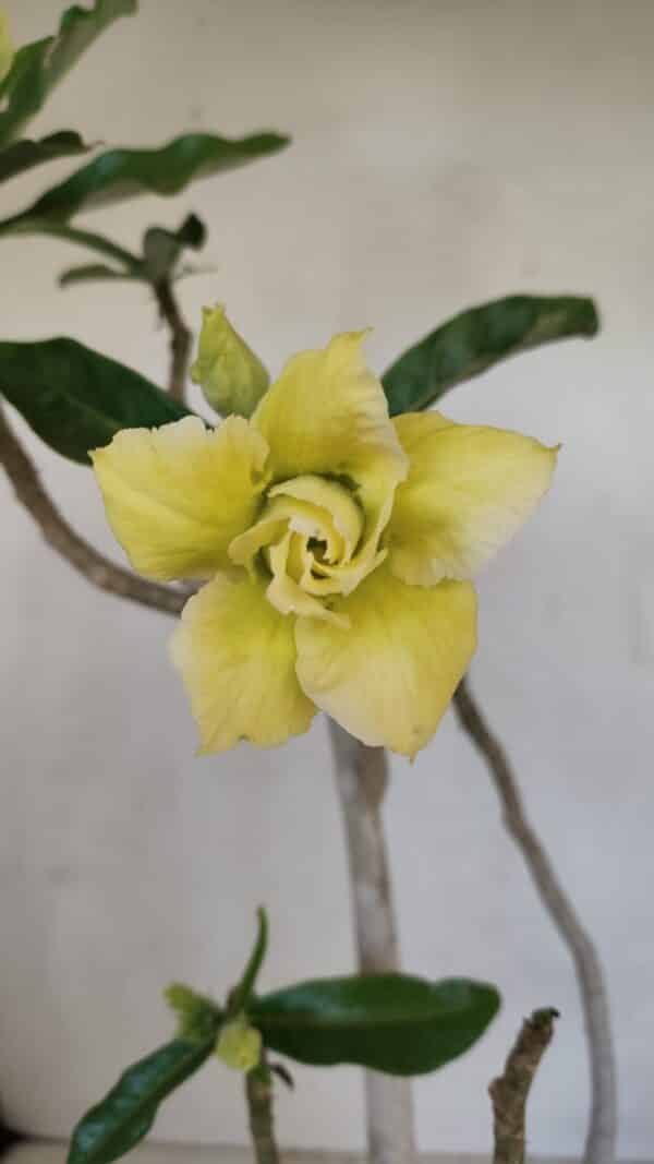Planta Dobrada 3300 – 35cm – 03 anos - Imagem 1