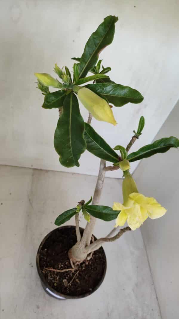 Planta Dobrada 3300 – 35cm – 03 anos - Imagem 4