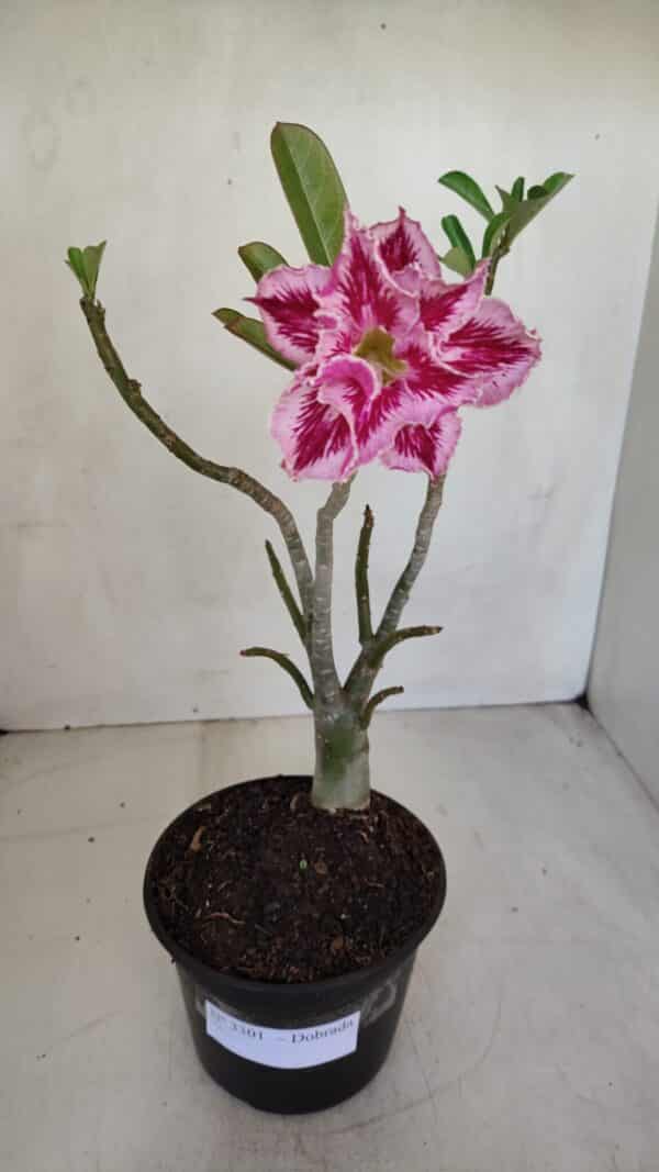 Planta Dobrada 3301 – 30cm – 03 anos - Imagem 2