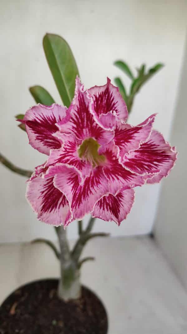 Planta Dobrada 3301 – 30cm – 03 anos - Imagem 1