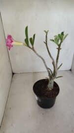 Planta Dobrada 3301 – 30cm – 03 anos - Imagem 6