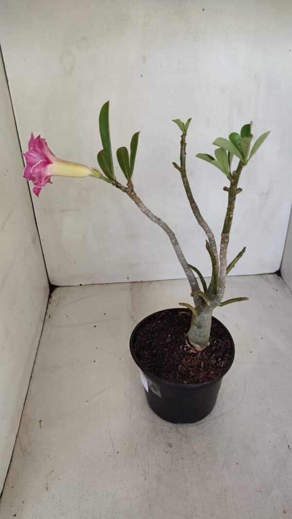 Planta Dobrada 3301 – 30cm – 03 anos - Imagem 6
