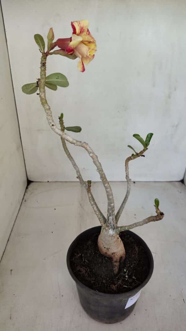 Planta Dobrada 3302 – 35cm – 03 anos - Imagem 7