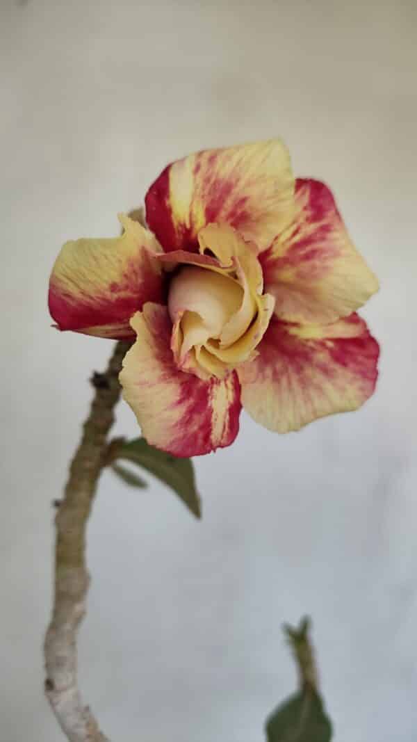 Planta Dobrada 3302 – 35cm – 03 anos - Imagem 3