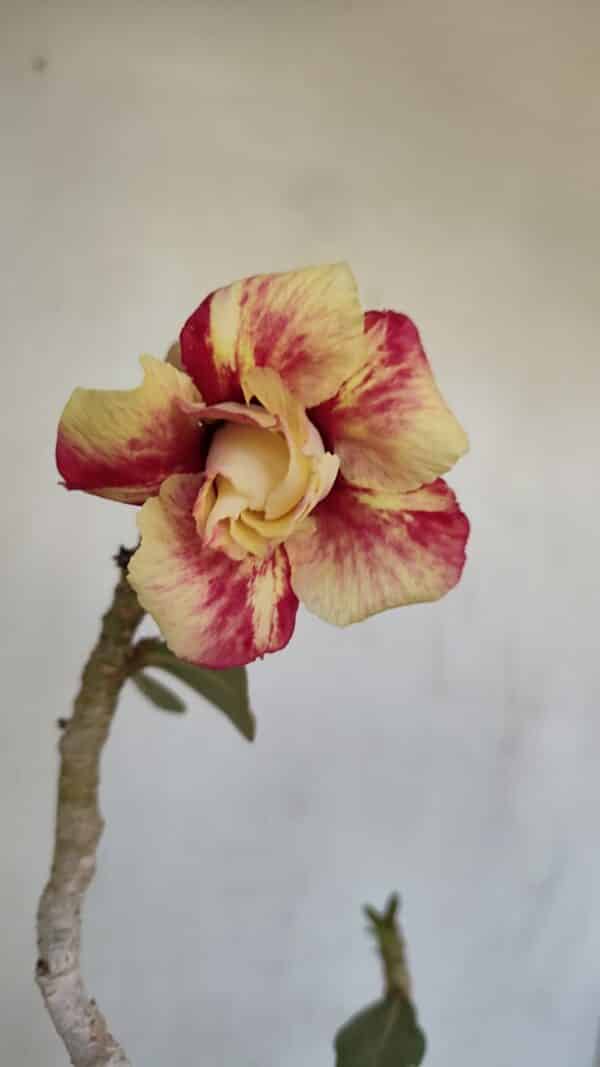 Planta Dobrada 3302 – 35cm – 03 anos - Imagem 1