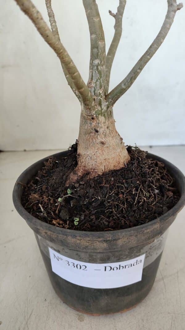 Planta Dobrada 3302 – 35cm – 03 anos - Imagem 5