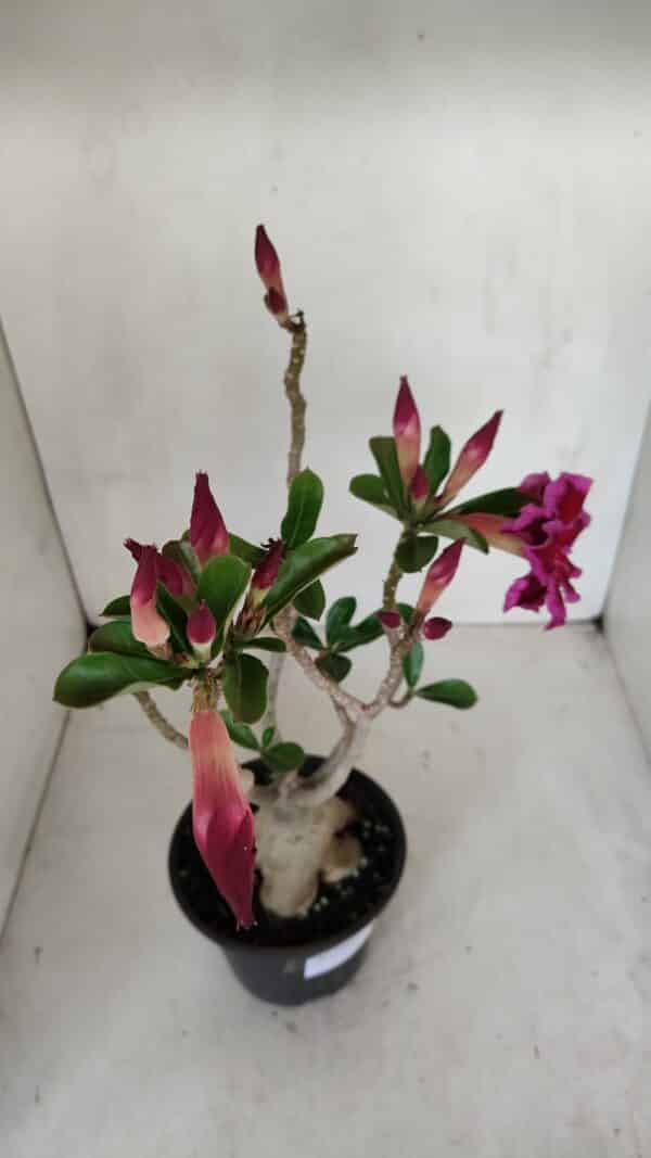 Planta Dobrada 3303 – 35cm – 03 anos - Imagem 4