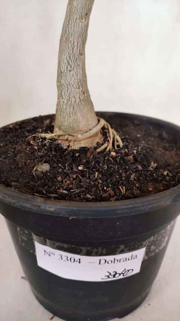 Planta Dobrada 3304 – 45cm – 03 anos - Imagem 7