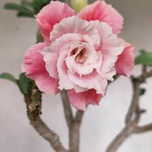 Planta Dobrada 3304 – 45cm – 03 anos