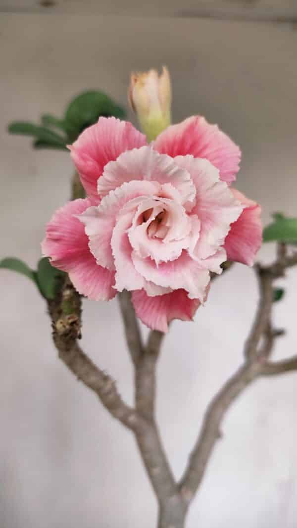 Planta Dobrada 3304 – 45cm – 03 anos - Imagem 1