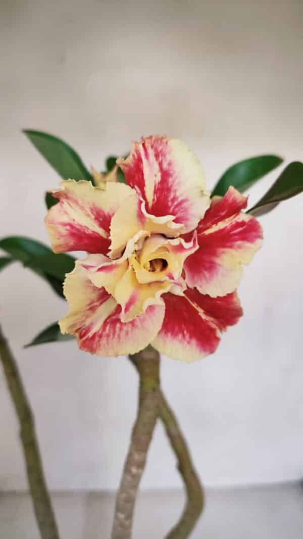 Planta Dobrada 3305 – 35cm – 03 anos - Imagem 1