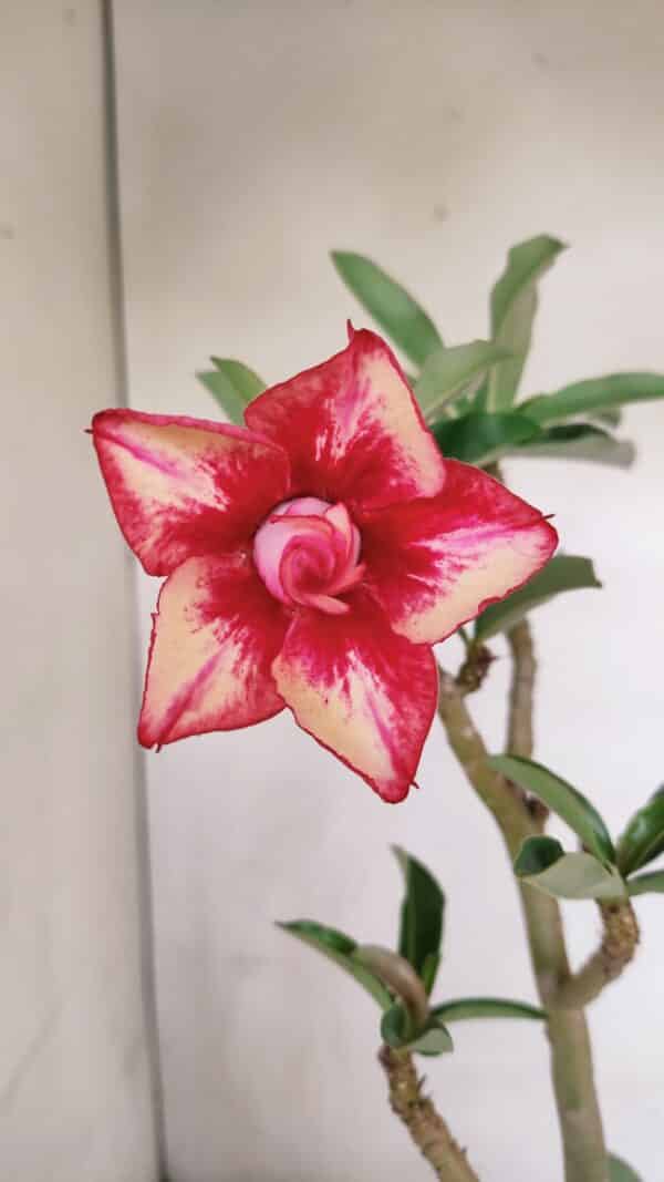 Planta Dobrada 3306 – 35cm – 03 anos - Imagem 1