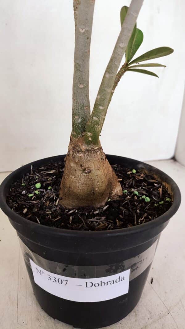 Planta Dobrada 3307 – 35cm – 03 anos - Imagem 4