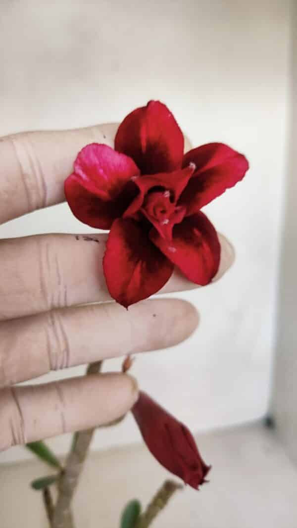 Planta Dobrada 3307 – 35cm – 03 anos - Imagem 1