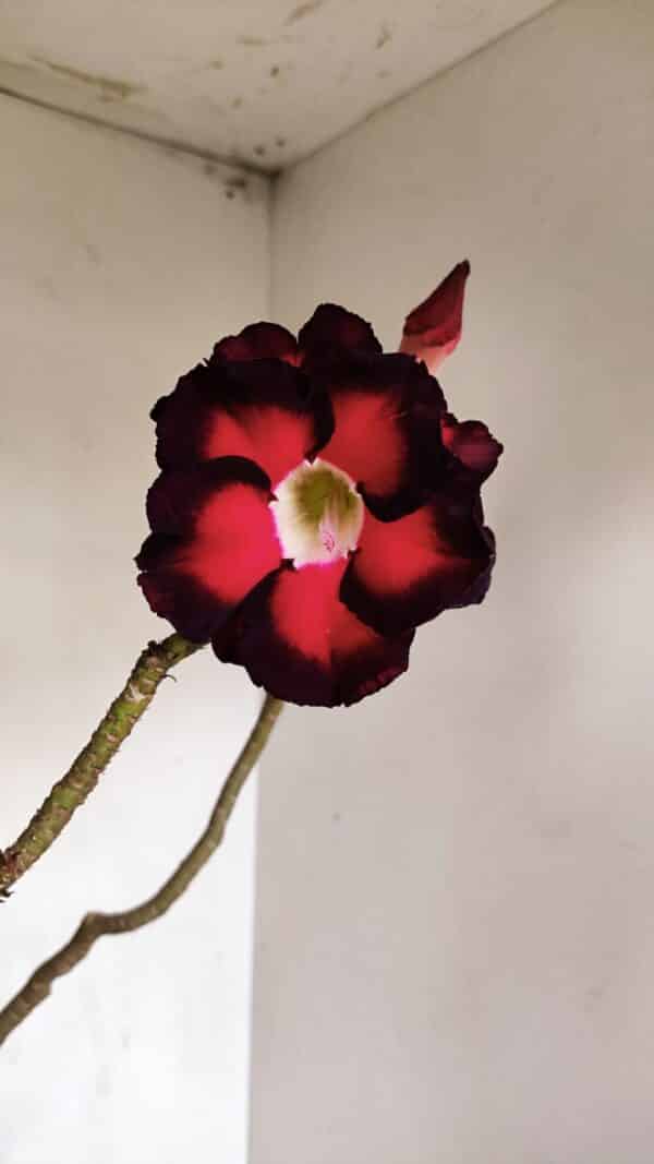 Planta Dobrada 3308 – 65cm – 05 anos - Imagem 1