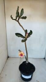 Planta Dobrada 3309 – 35cm – 03 anos - Imagem 2