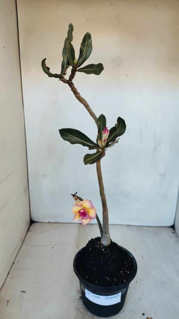 Planta Dobrada 3309 – 35cm – 03 anos - Imagem 2