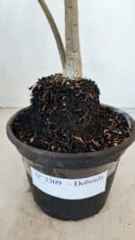 Planta Dobrada 3309 – 35cm – 03 anos - Imagem 6