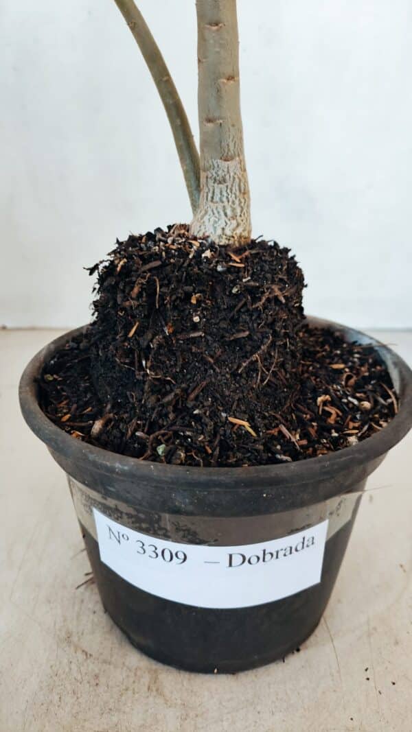 Planta Dobrada 3309 – 35cm – 03 anos - Imagem 6