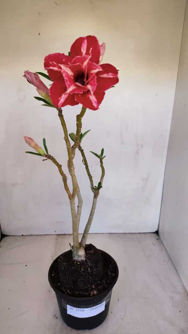Planta Dobrada 3310 – 35cm – 03 anos - Imagem 2