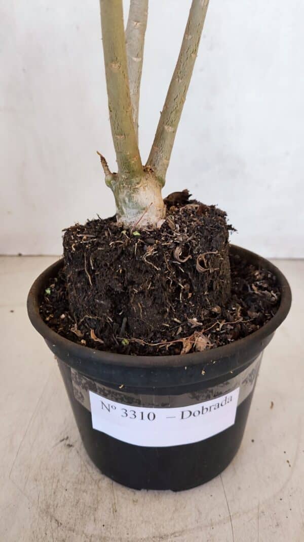 Planta Dobrada 3310 – 35cm – 03 anos - Imagem 7