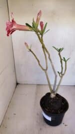 Planta Dobrada 3310 – 35cm – 03 anos - Imagem 5