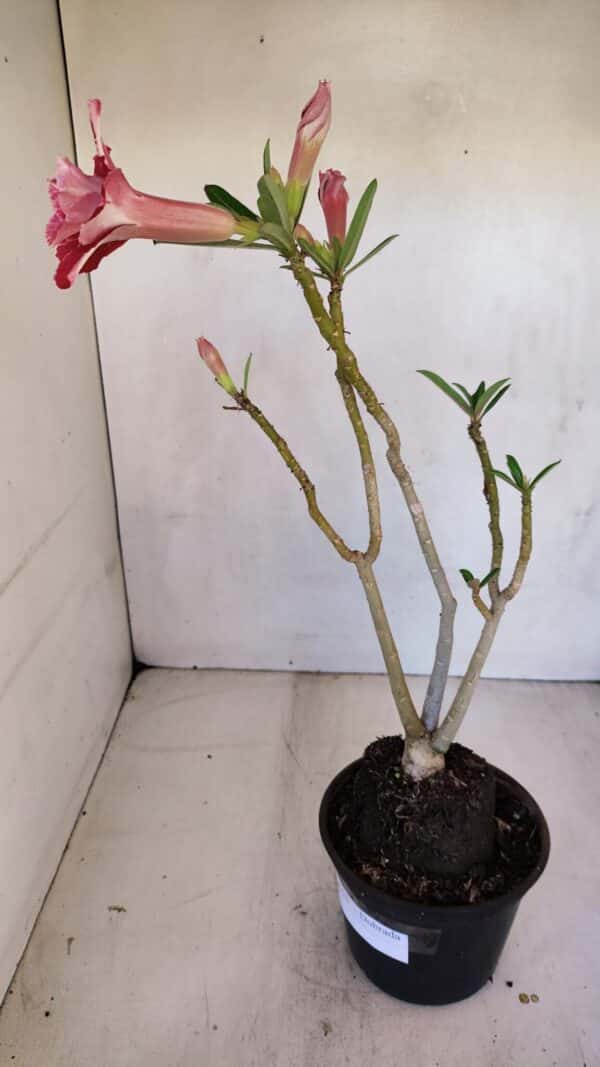 Planta Dobrada 3310 – 35cm – 03 anos - Imagem 5