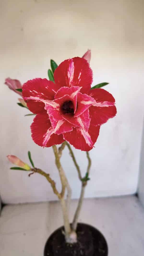 Planta Dobrada 3310 – 35cm – 03 anos - Imagem 1