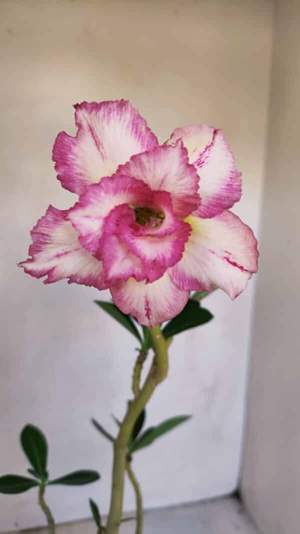 Planta Dobrada 3311 – 35cm – 03 anos - Imagem 1
