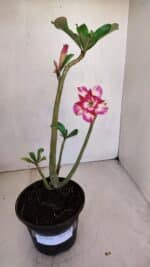 Planta Dobrada 3312 – 35cm – 03 anos - Imagem 2