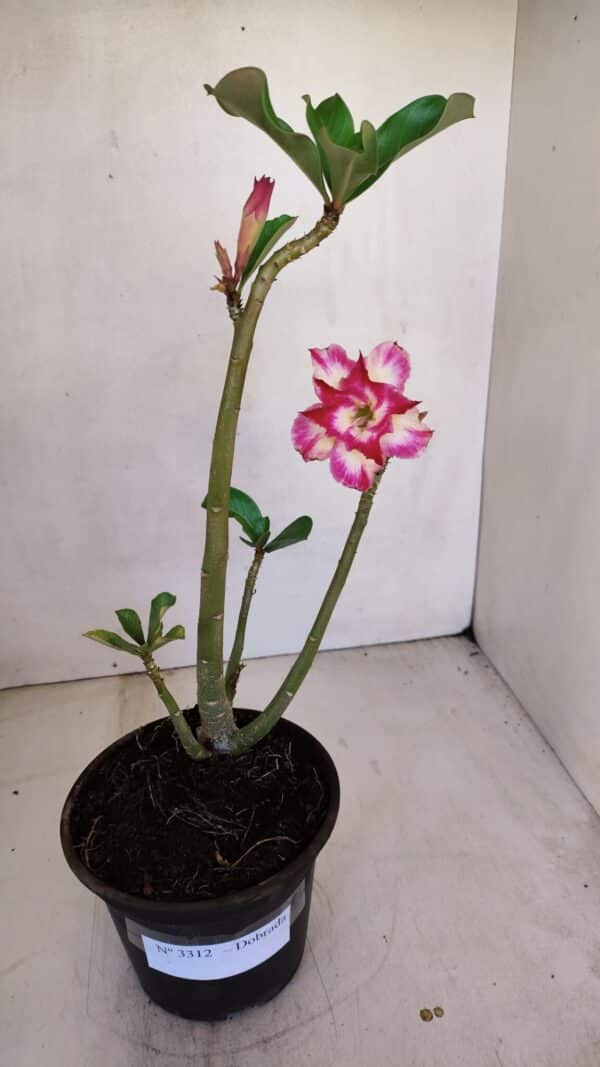 Planta Dobrada 3312 – 35cm – 03 anos - Imagem 2