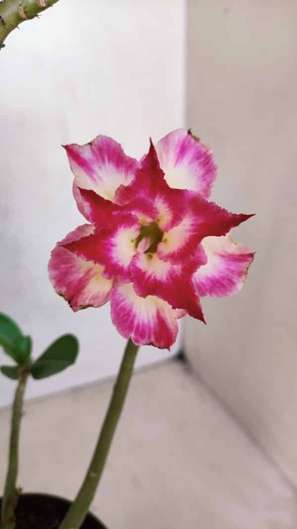 Planta Dobrada 3312 – 35cm – 03 anos - Imagem 1
