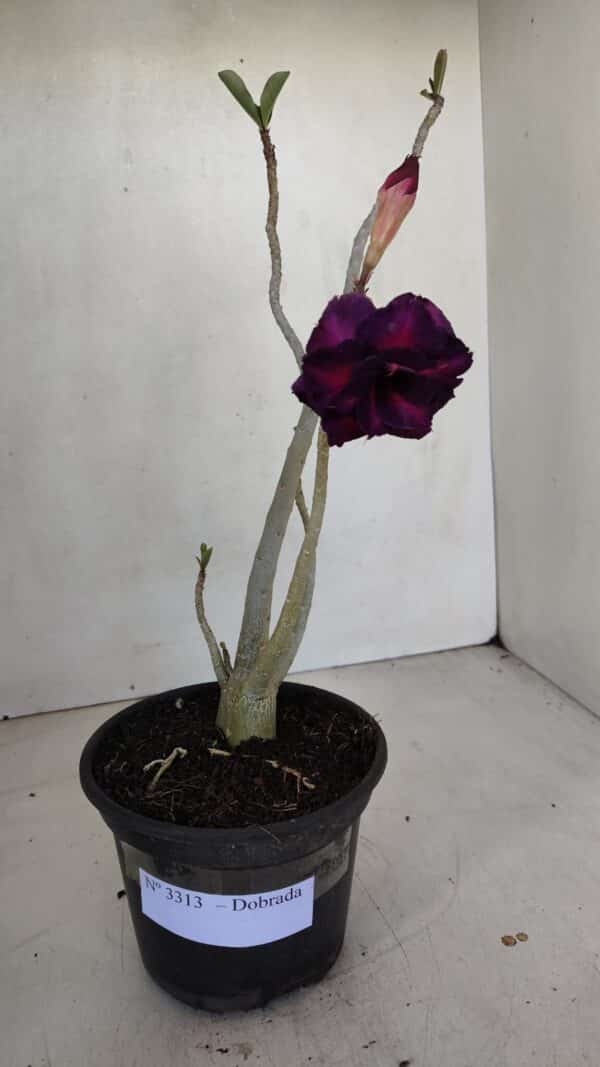 Planta Dobrada 3313 – 35cm – 03 anos - Imagem 2