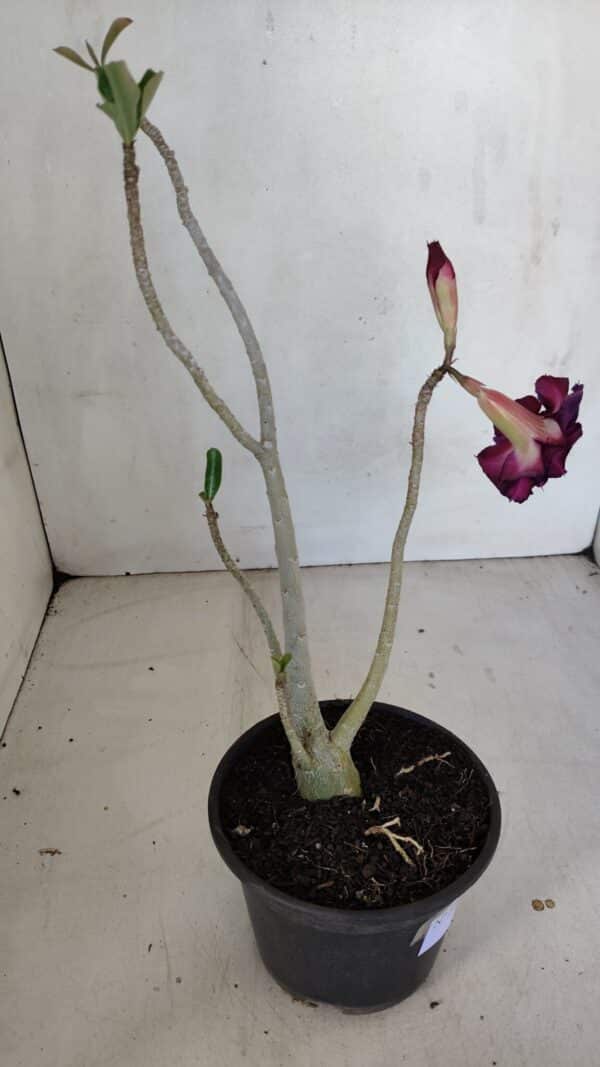 Planta Dobrada 3313 – 35cm – 03 anos - Imagem 5