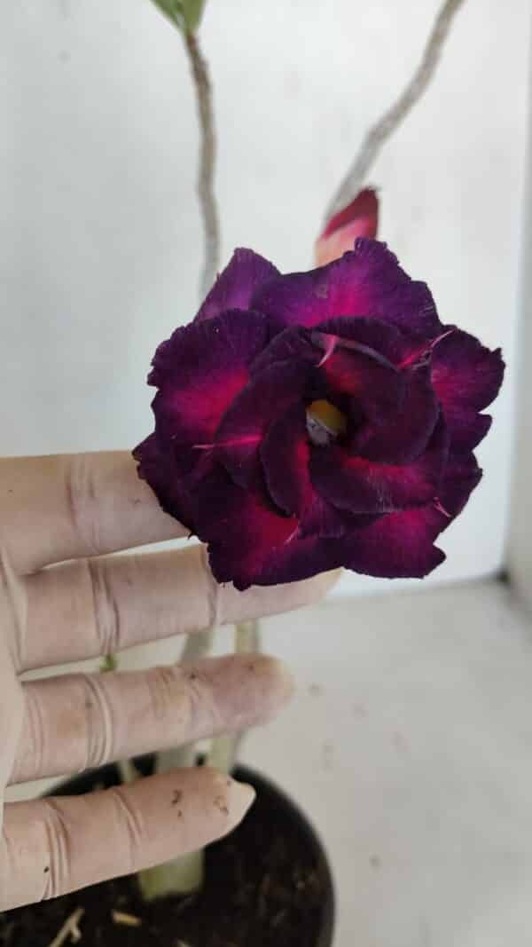 Planta Dobrada 3313 – 35cm – 03 anos - Imagem 1