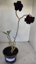 Planta Dobrada 3314 – 35cm – 03 anos - Imagem 2