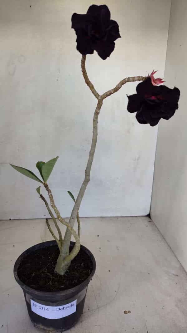 Planta Dobrada 3314 – 35cm – 03 anos - Imagem 2