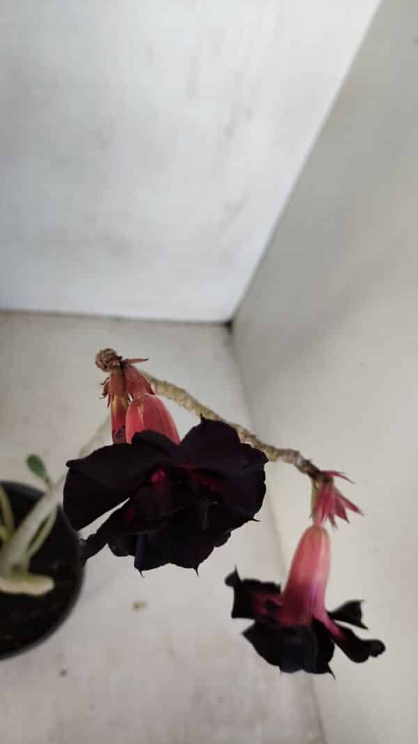 Planta Dobrada 3314 – 35cm – 03 anos - Imagem 7