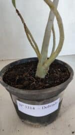 Planta Dobrada 3314 – 35cm – 03 anos - Imagem 9