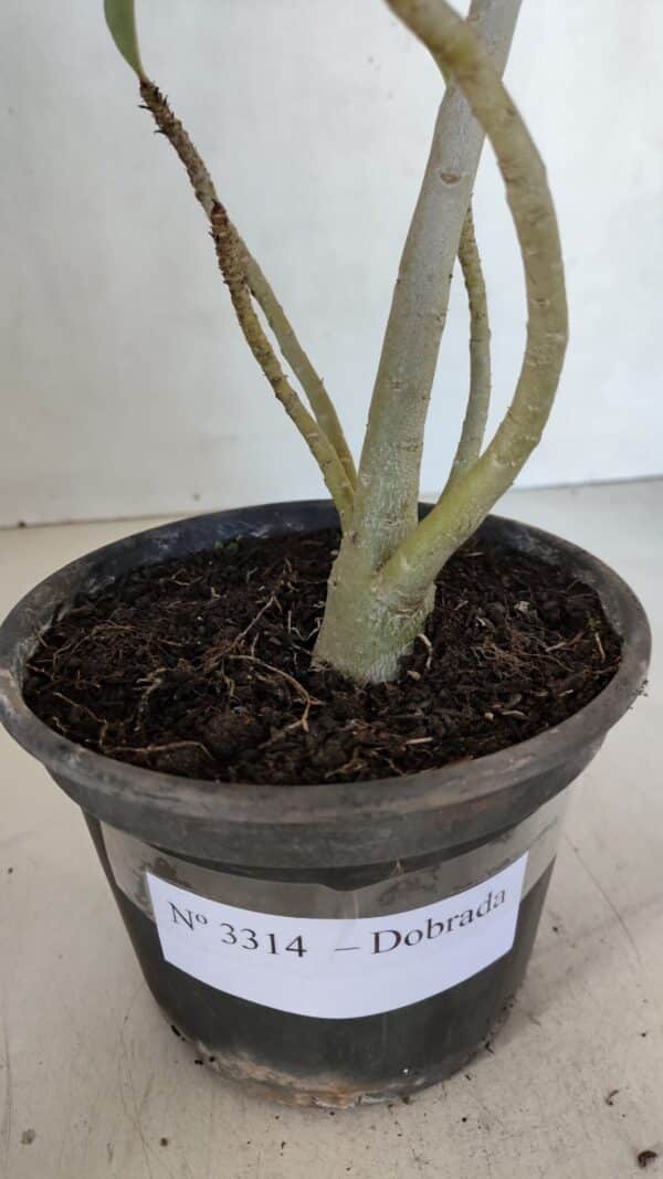 Planta Dobrada 3314 – 35cm – 03 anos - Imagem 9