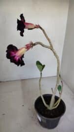 Planta Dobrada 3314 – 35cm – 03 anos - Imagem 6