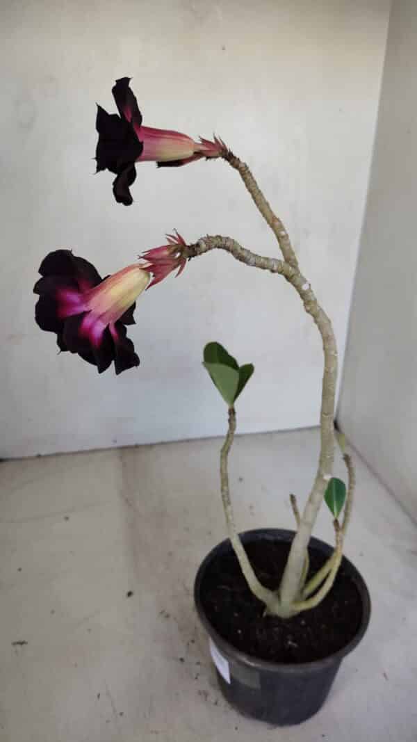 Planta Dobrada 3314 – 35cm – 03 anos - Imagem 6