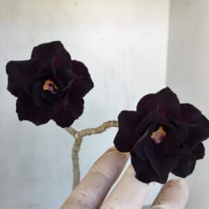 Planta Dobrada 3314 – 35cm – 03 anos