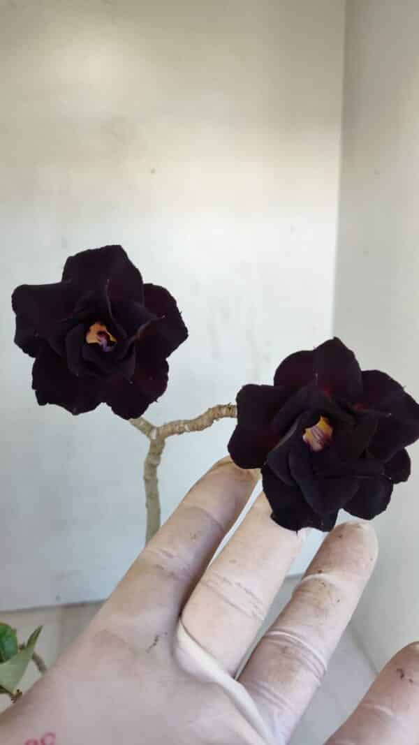 Planta Dobrada 3314 – 35cm – 03 anos - Imagem 1