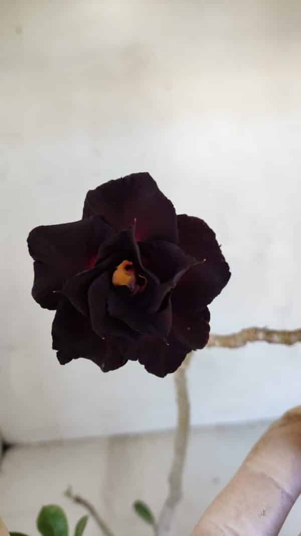 Planta Dobrada 3314 – 35cm – 03 anos - Imagem 4